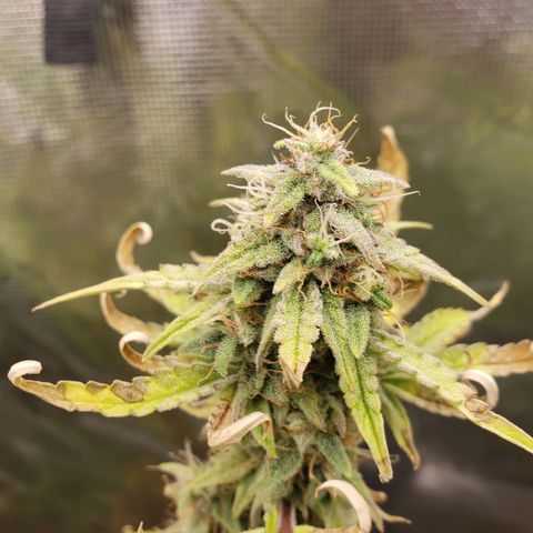 Geloctane  growlog photo: Organic is so much easier No measuring out nutrients just phd water 