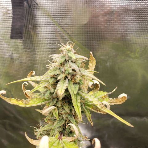 Geloctane  growlog photo: Organic is so much easier No measuring out nutrients just phd water 