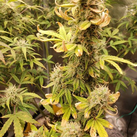 Geloctane  growlog photo: Organic is so much easier No measuring out nutrients just phd water 