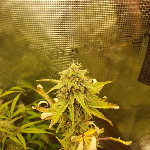 Geloctane  growlog photo: Organic is so much easier No measuring out nutrients just phd water 