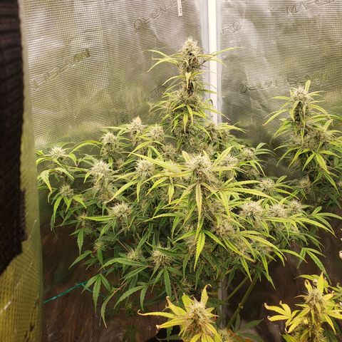 Geloctane  growlog photo: Organic is so much easier No measuring out nutrients just phd water 