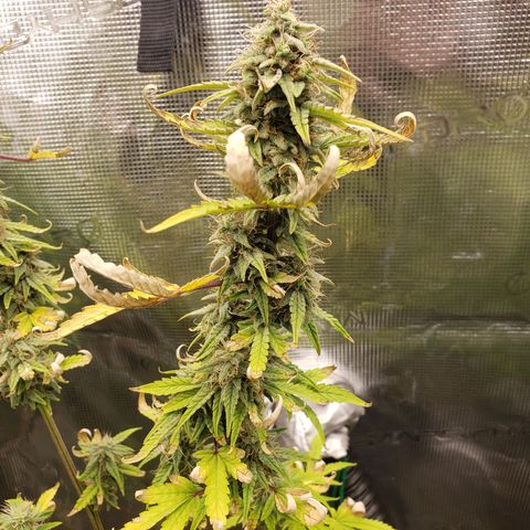 Geloctane  growlog photo: Organic is so much easier No measuring out nutrients just phd water 