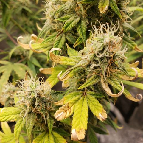 Geloctane  growlog photo: Organic is so much easier No measuring out nutrients just phd water 