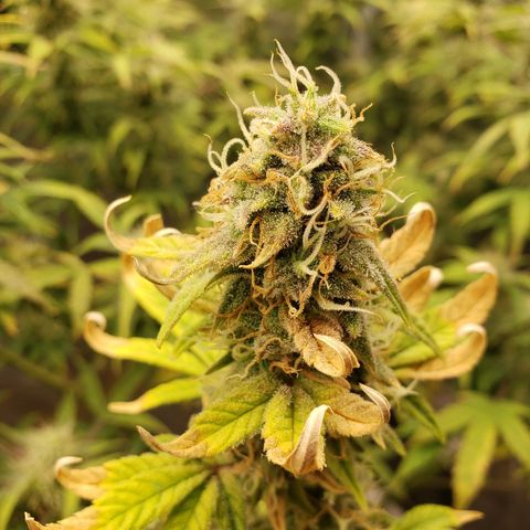 Geloctane  growlog photo: Organic is so much easier No measuring out nutrients just phd water 