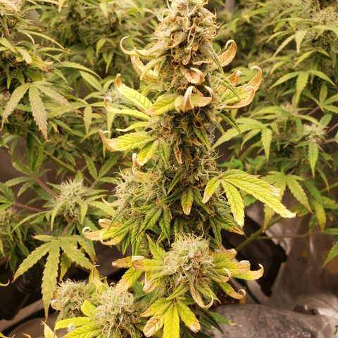 Geloctane  growlog photo: Organic is so much easier No measuring out nutrients just phd water 