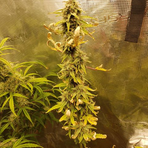 Geloctane  growlog photo: Organic is so much easier No measuring out nutrients just phd water 