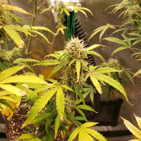 Geloctane  growlog photo: I wanna do full Organic gardening Next round 