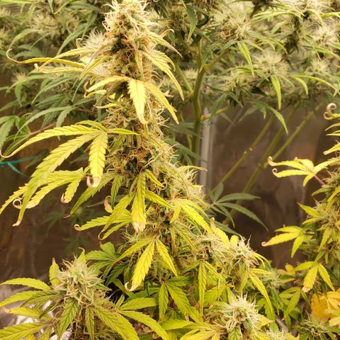 Geloctane  growlog photo: I wanna do full Organic gardening Next round 