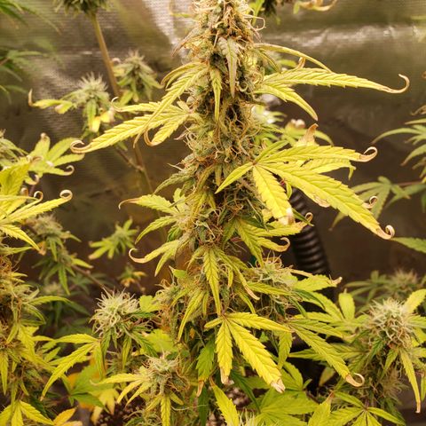 Geloctane  growlog photo: I wanna do full Organic gardening Next round 