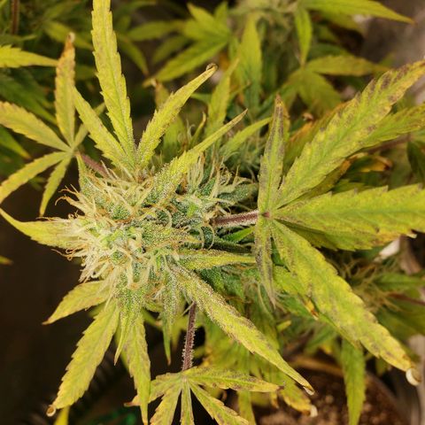 Geloctane  growlog photo: Frosty 