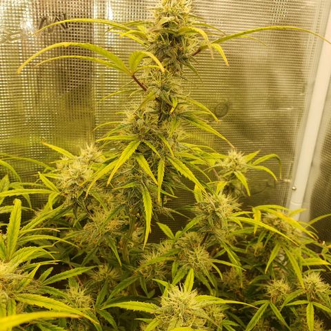 Geloctane  growlog photo: Frosty 
