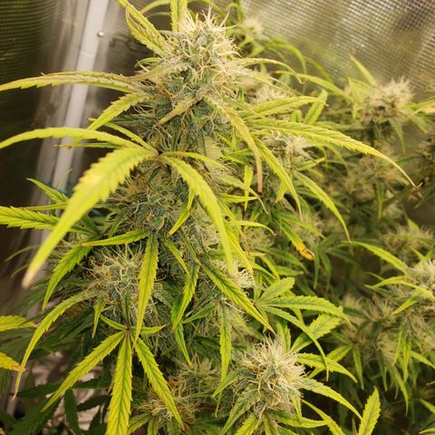 Geloctane  growlog photo: Frosty 