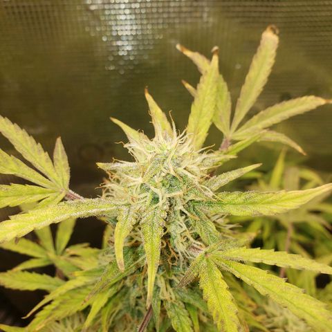 Geloctane  growlog photo: Frosty 