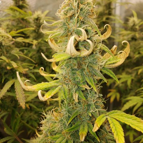 Geloctane  growlog photo: Frosty 