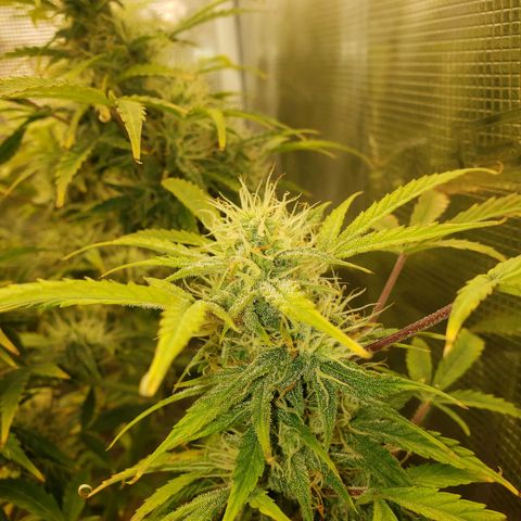 Geloctane  growlog photo: Frosty 