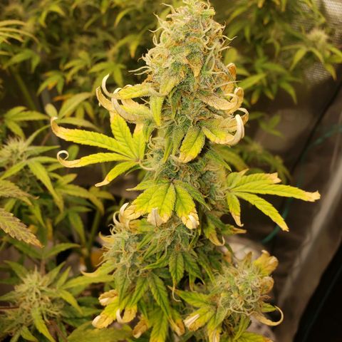 Geloctane  growlog photo: Frosty 