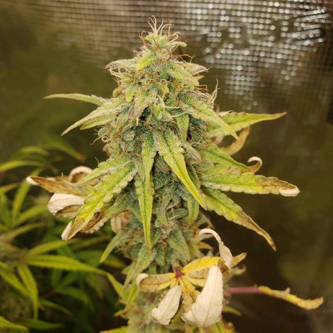 Geloctane  growlog photo: Frosty 