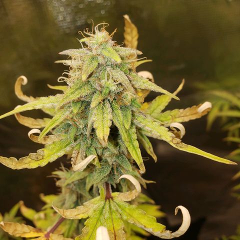 Geloctane  growlog photo: Frosty 