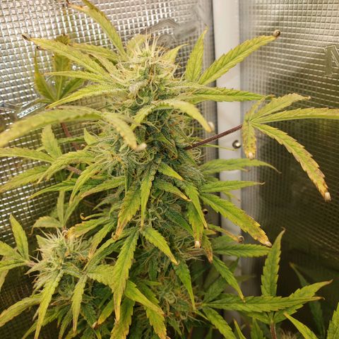 Geloctane  growlog photo: Frosty 