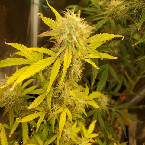 Geloctane  growlog photo: Frosty 