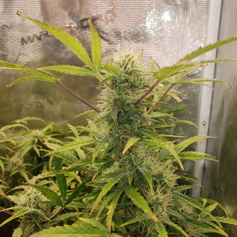 Geloctane  growlog photo: Frosty 