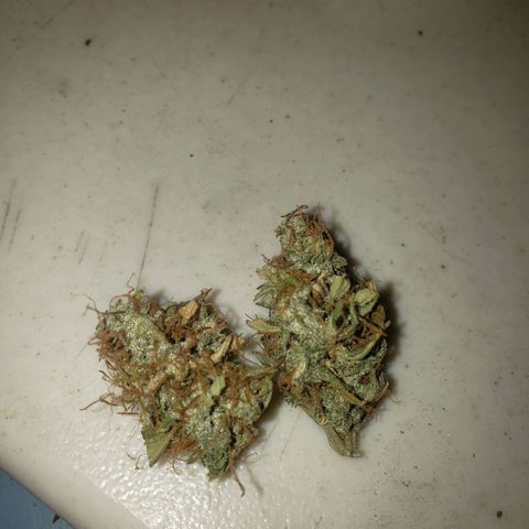 Geloctane  growlog photo: Tested super skunk at 9:30am it burns nicely and taste pretty good not bad 