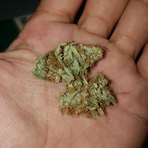 Geloctane  growlog photo: Tested super skunk at 9:30am it burns nicely and taste pretty good not bad 