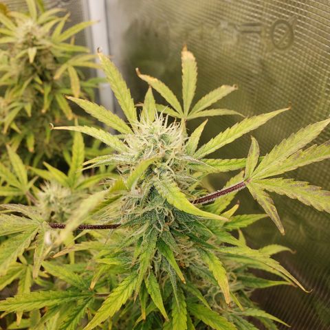 Geloctane  growlog photo: I don't know I think I'm just gonna give a couple of them PH'd water with ca/ma