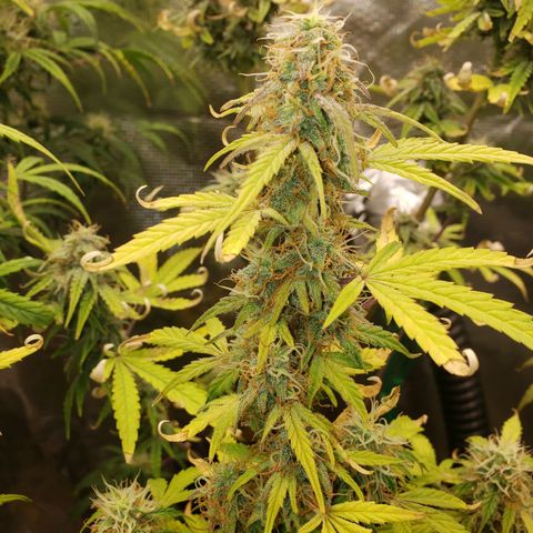 Geloctane  growlog photo: I don't know I think I'm just gonna give a couple of them PH'd water with ca/ma