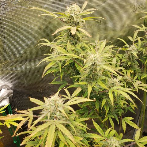 Geloctane  growlog photo: I don't know I think I'm just gonna give a couple of them PH'd water with ca/ma