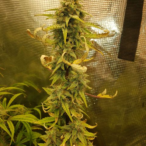 Geloctane  growlog photo: I don't know I think I'm just gonna give a couple of them PH'd water with ca/ma