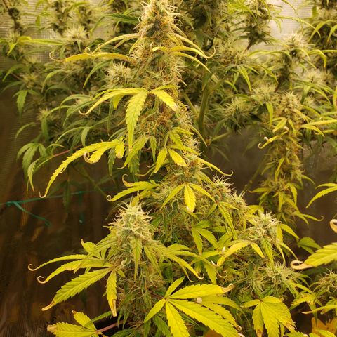 Geloctane  growlog photo: I don't know I think I'm just gonna give a couple of them PH'd water with ca/ma