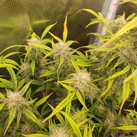 Geloctane  growlog photo: I don't know I think I'm just gonna give a couple of them PH'd water with ca/ma