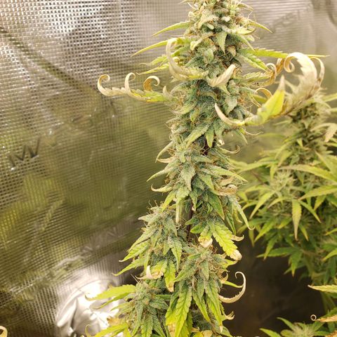 Geloctane  growlog photo: I don't know I think I'm just gonna give a couple of them PH'd water with ca/ma