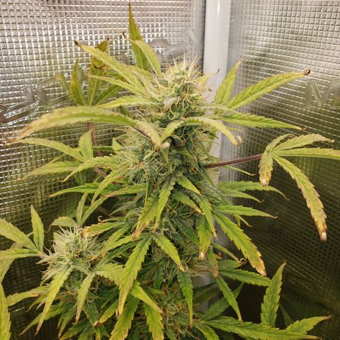 Geloctane  growlog photo: I don't know I think I'm just gonna give a couple of them PH'd water with ca/ma