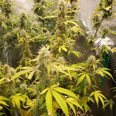 Geloctane  growlog photo: I don't know I think I'm just gonna give a couple of them PH'd water with ca/ma