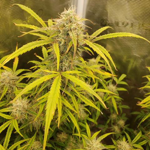 Geloctane  growlog photo: I don't know I think I'm just gonna give a couple of them PH'd water with ca/ma