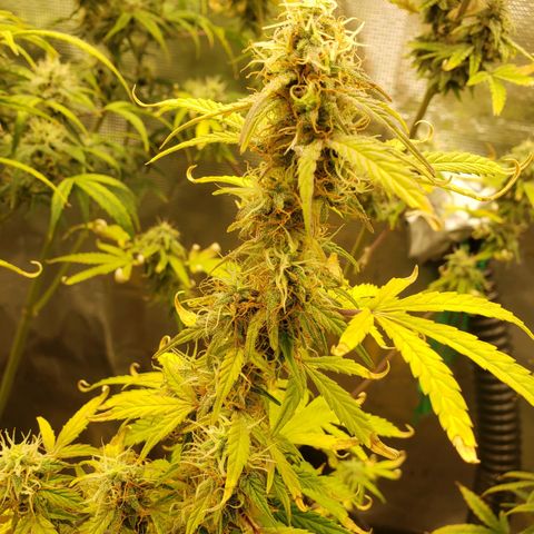 Geloctane  growlog photo: Afternoon 