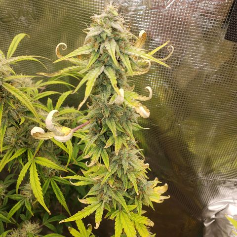 Geloctane  growlog photo: Afternoon 