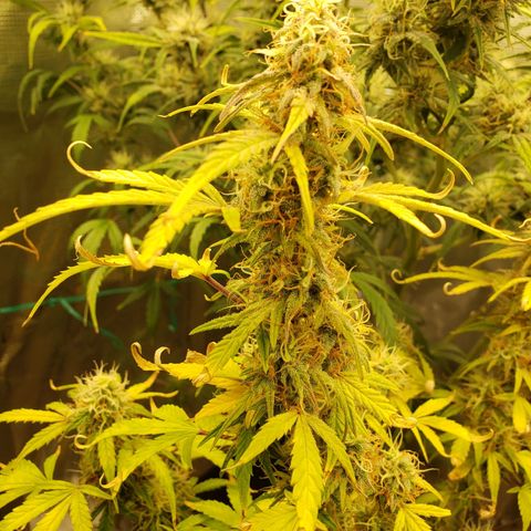Geloctane  growlog photo: Afternoon 