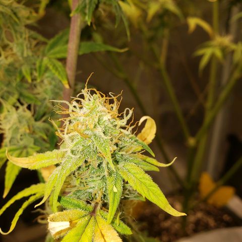 Geloctane  growlog photo: Afternoon 