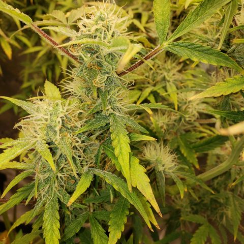 Geloctane  growlog photo: Afternoon 