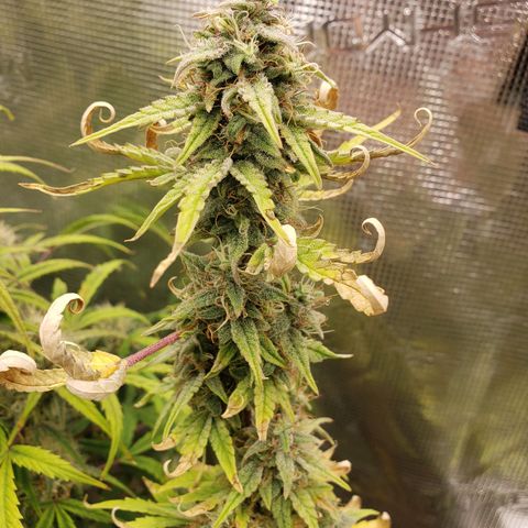 Geloctane  growlog photo: Afternoon 