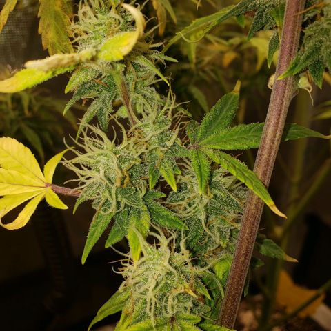 Geloctane  growlog photo: Afternoon 