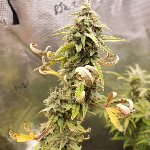 Geloctane  growlog photo: Afternoon 