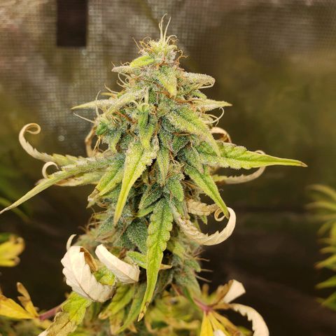 Geloctane  growlog photo: Afternoon 