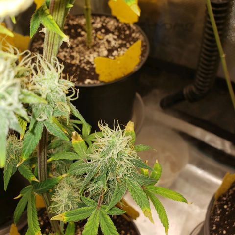 Geloctane  growlog photo: Afternoon 