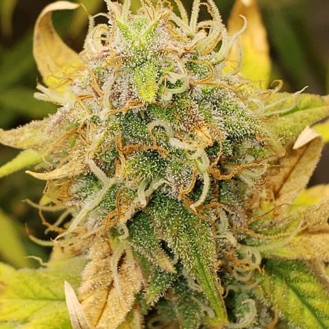 Geloctane  growlog photo: Nearing the Finnish line 