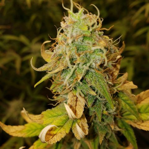 Geloctane  growlog photo: Nearing the Finnish line 