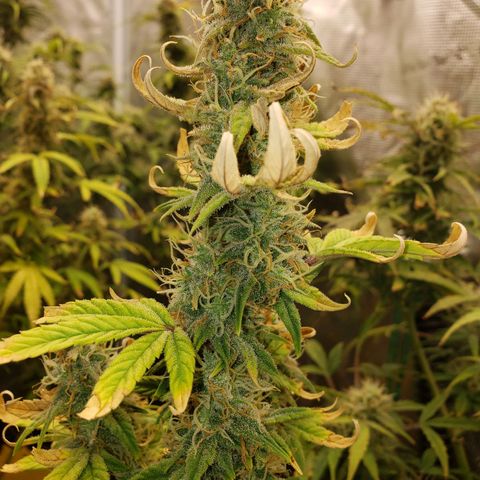 Geloctane  growlog photo: Nearing the Finnish line 